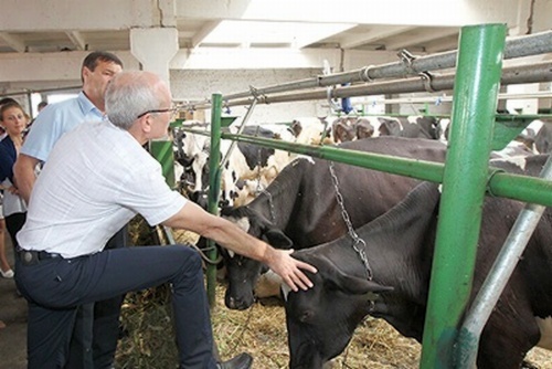 Рустэм Хамитов: «Коровы чистые, ухоженные, и запах от них уютный»